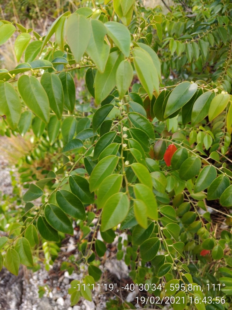 Casearia eichleriana photo 2