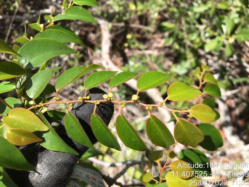 Casearia eichleriana photo 3