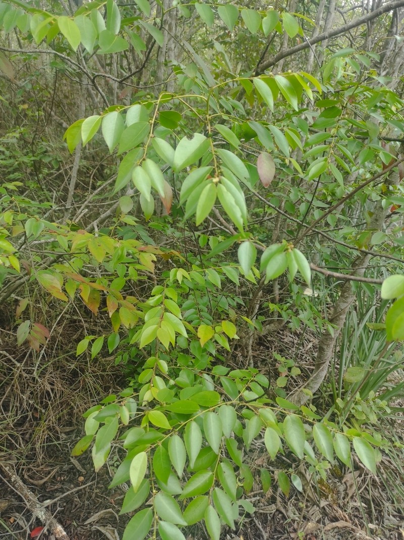 Casearia eichleriana photo 4