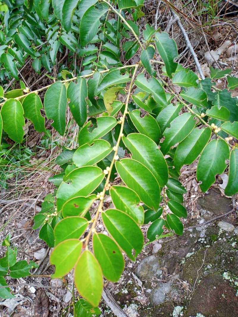 Casearia eichleriana photo 5
