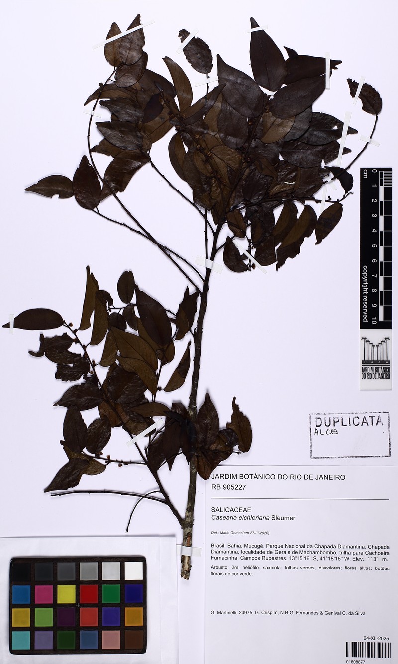 Casearia eichleriana photo 6