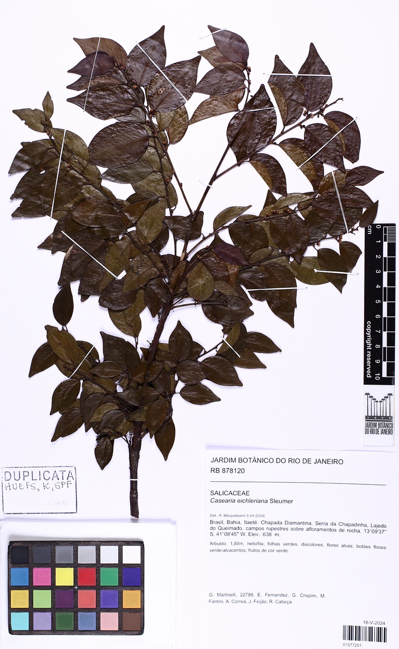 Casearia eichleriana photo 7