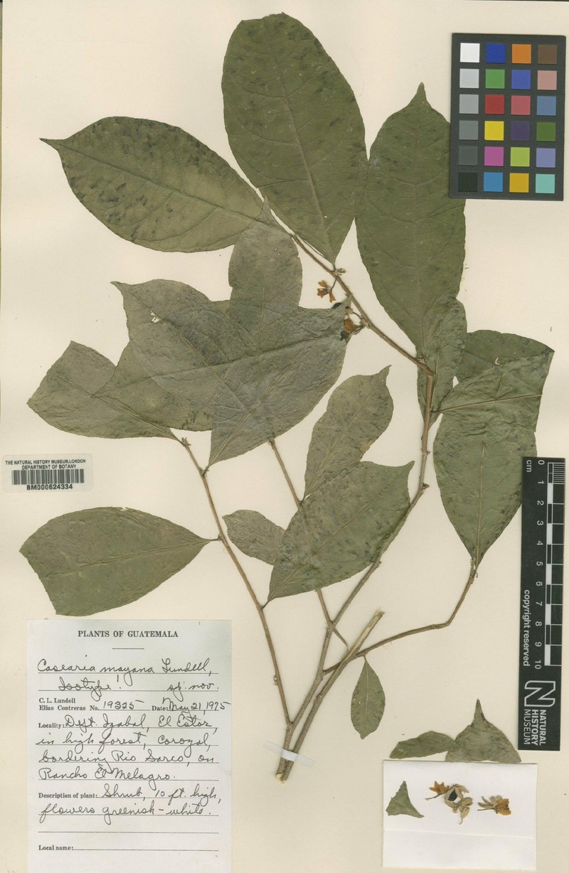 Casearia elegans