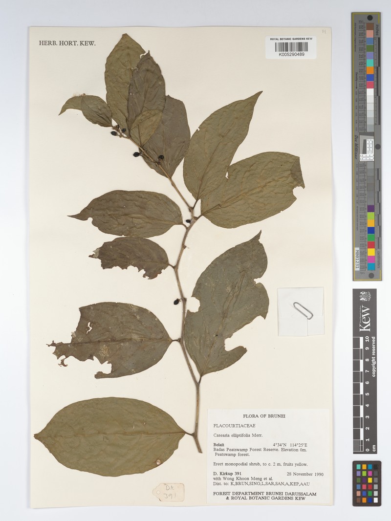 Casearia elliptifolia