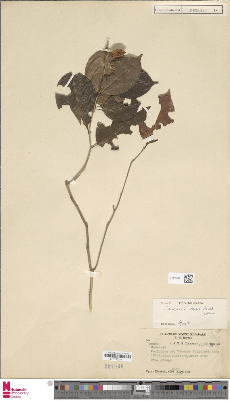 Casearia elliptifolia photo 2