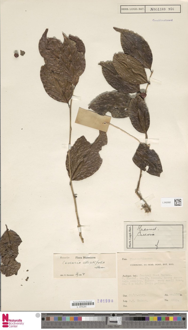 Casearia elliptifolia photo 3