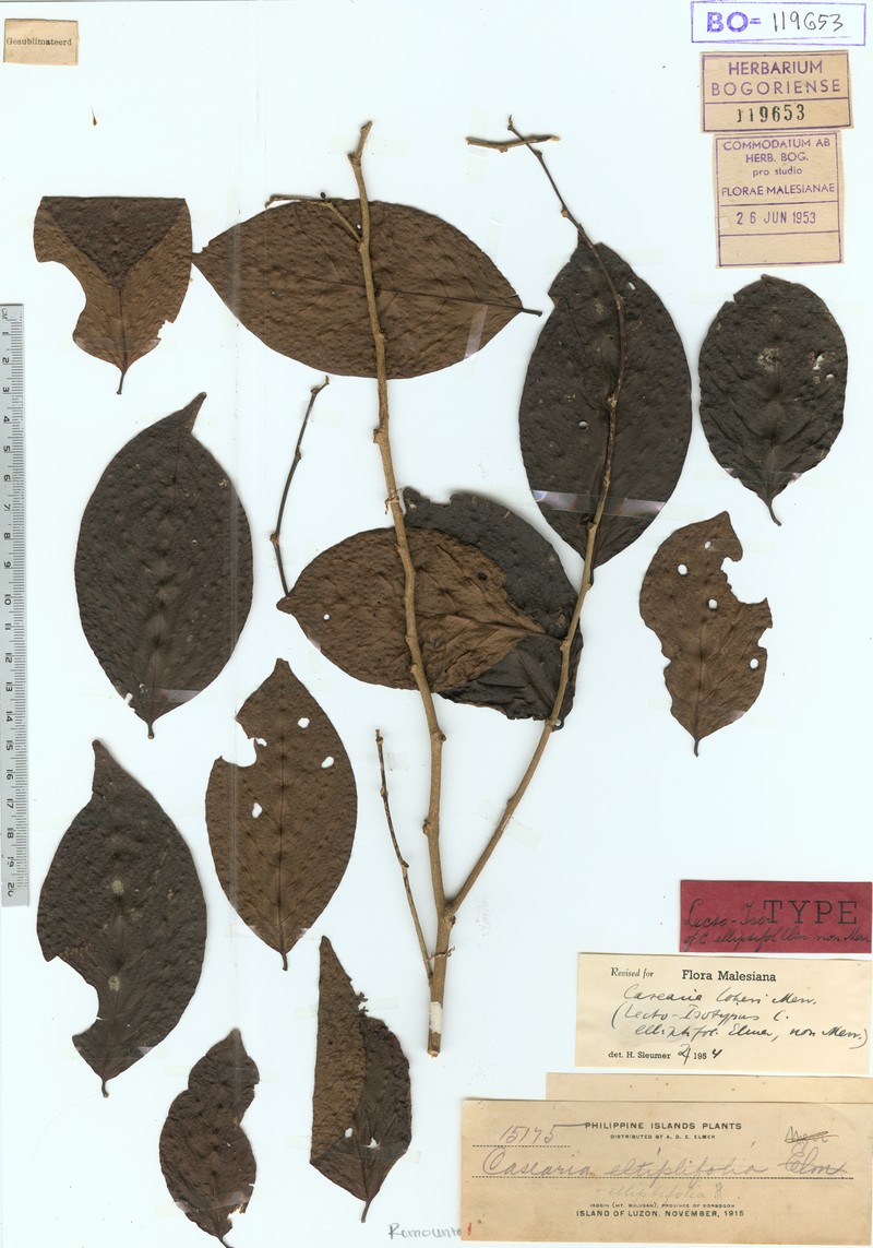 Casearia elliptifolia photo 4