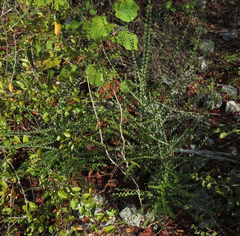 Casearia emarginata