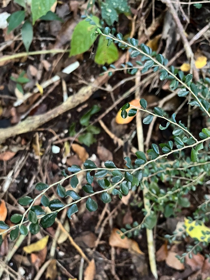 Casearia emarginata photo 2