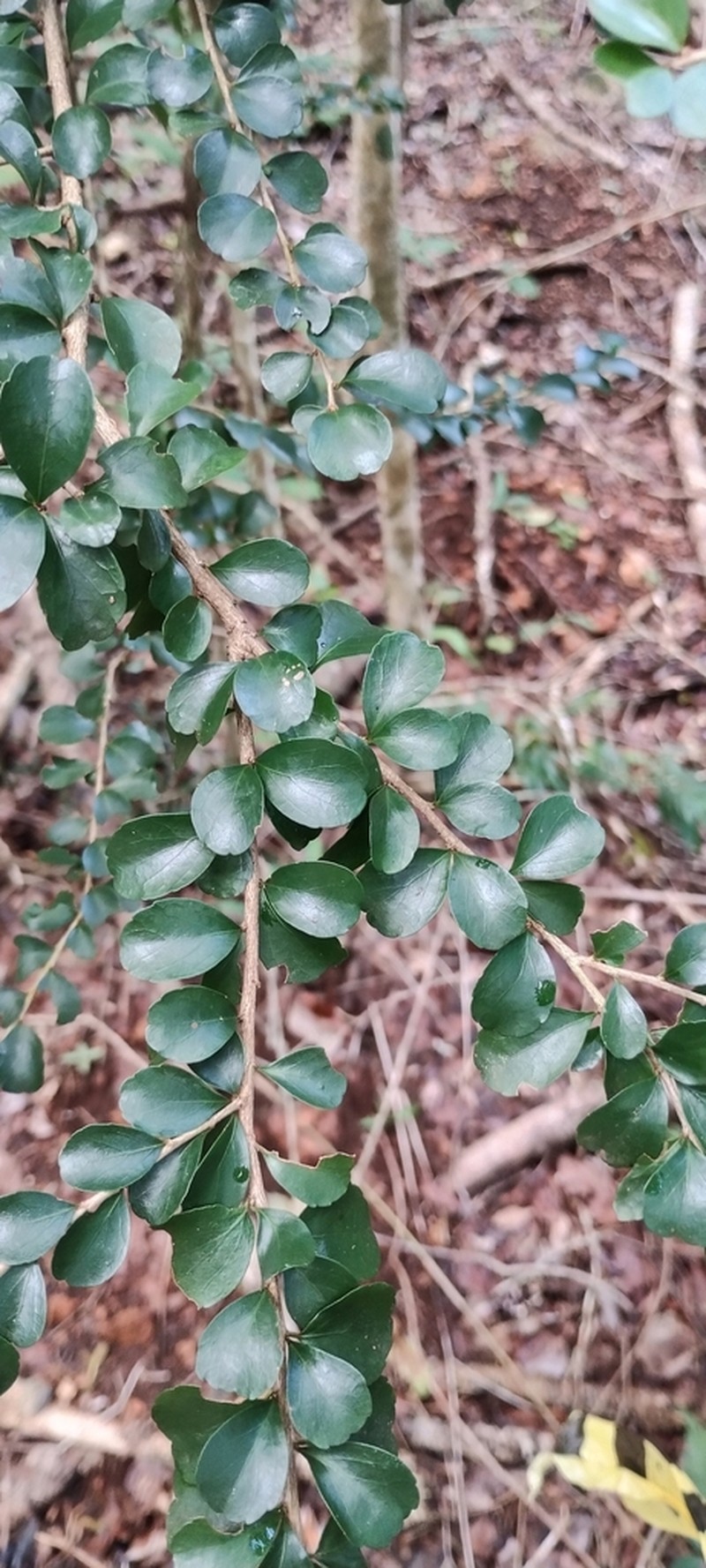 Casearia emarginata photo 3