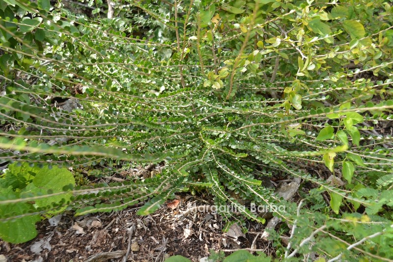 Casearia emarginata photo 4