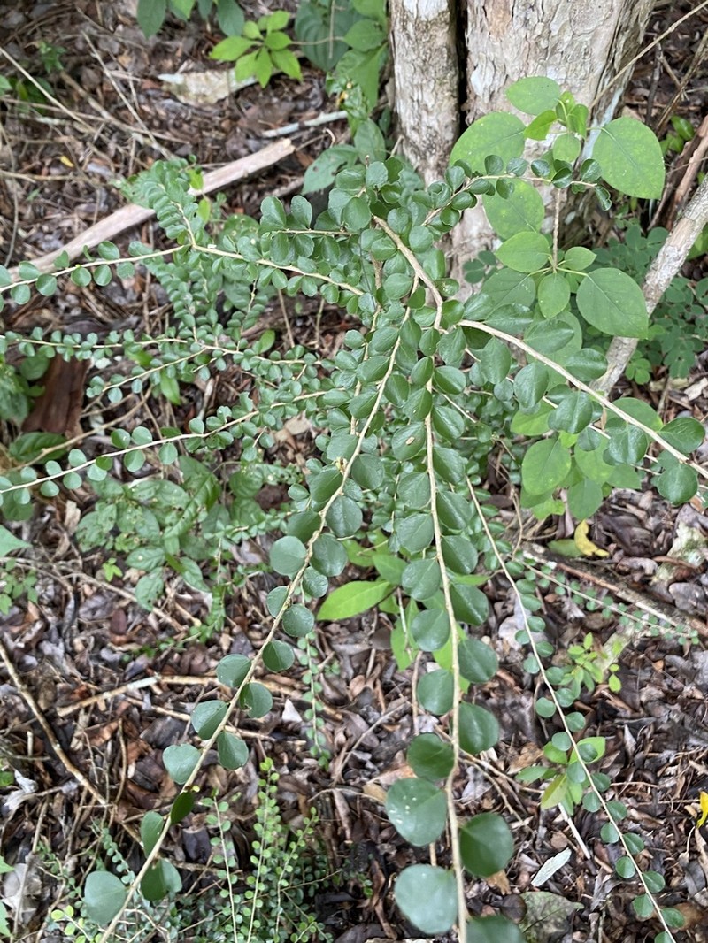 Casearia emarginata photo 5