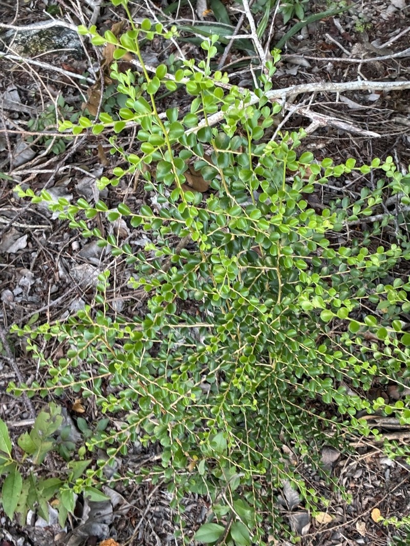 Casearia emarginata photo 6