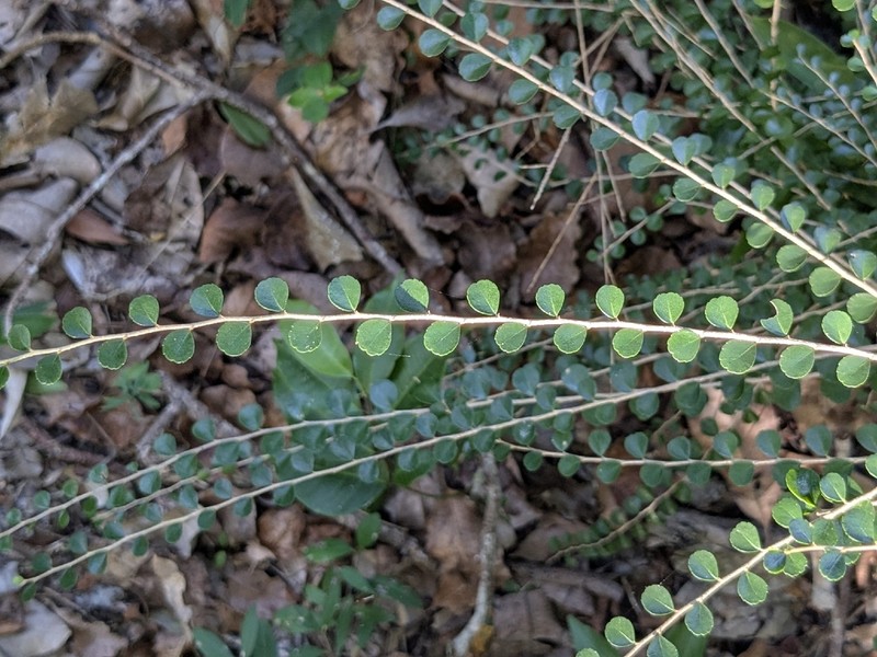 Casearia emarginata photo 7