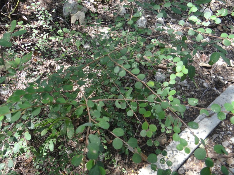 Casearia emarginata photo 8