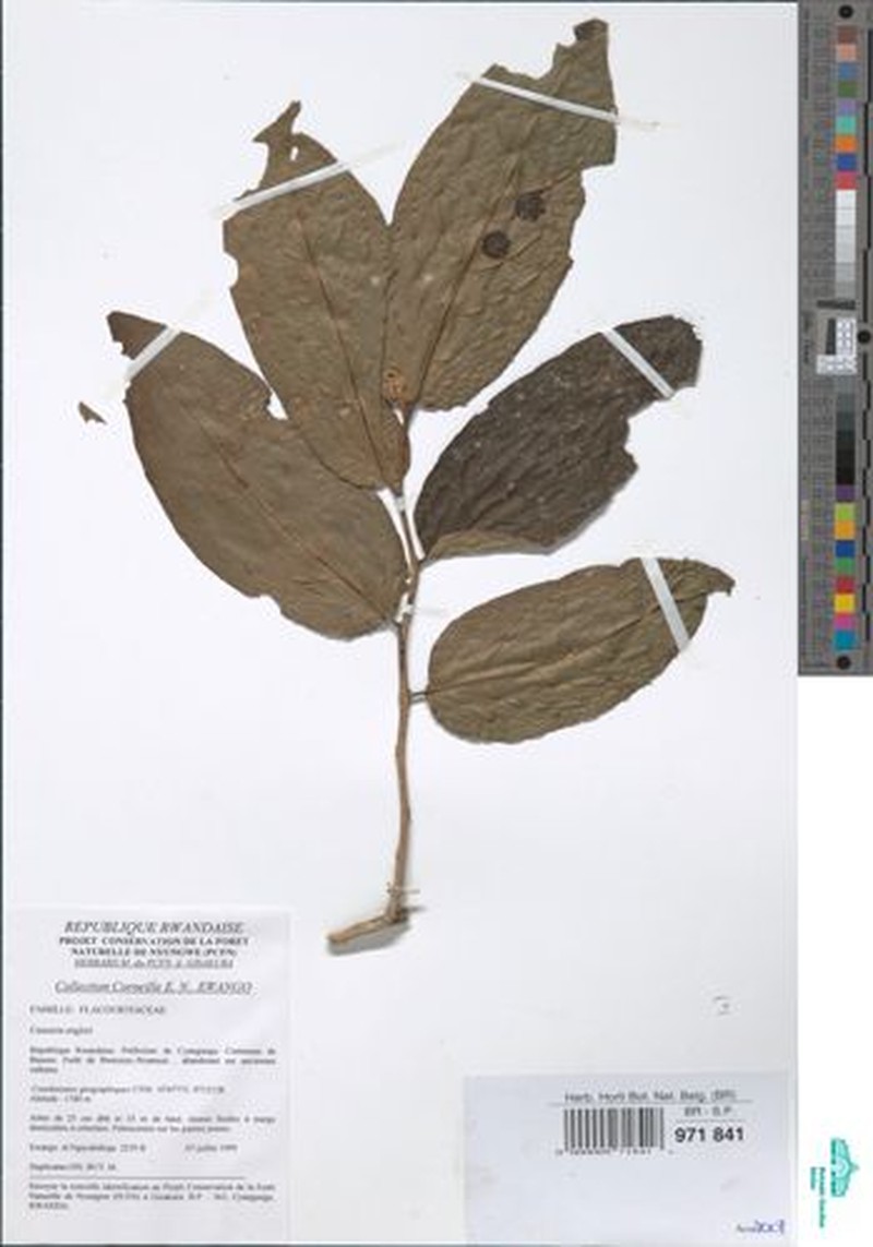 Casearia engleri photo 2