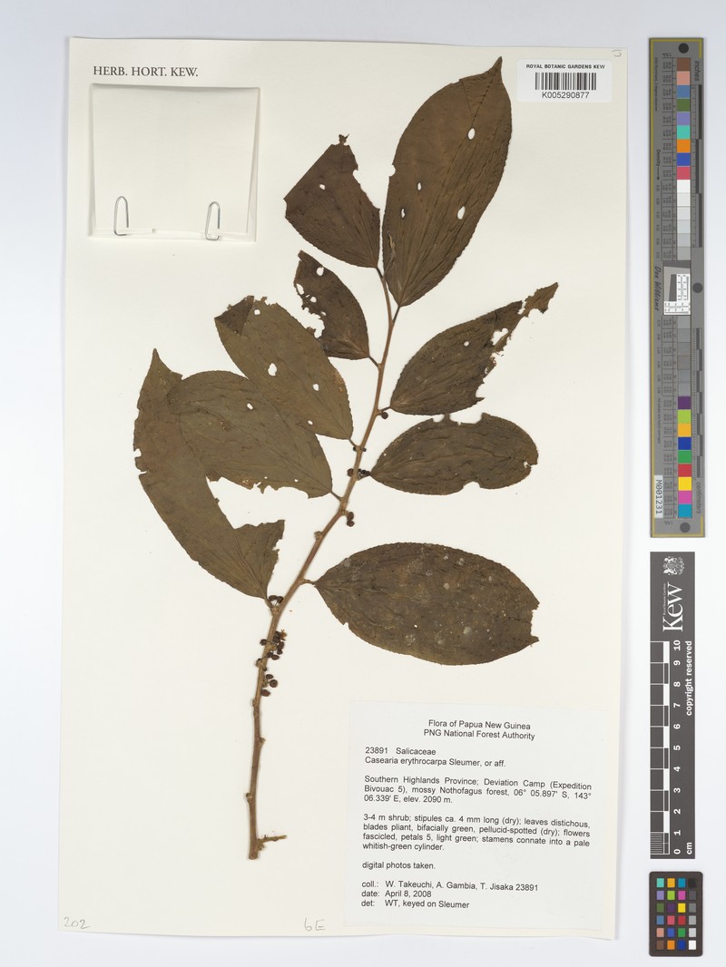 Casearia erythrocarpa