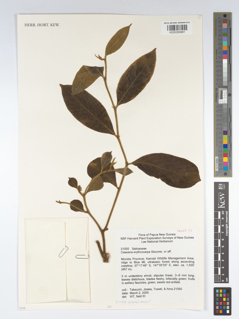 Casearia erythrocarpa photo 2