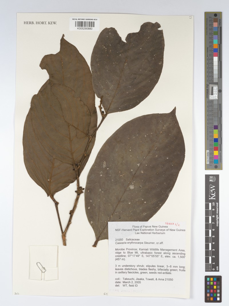 Casearia erythrocarpa photo 3
