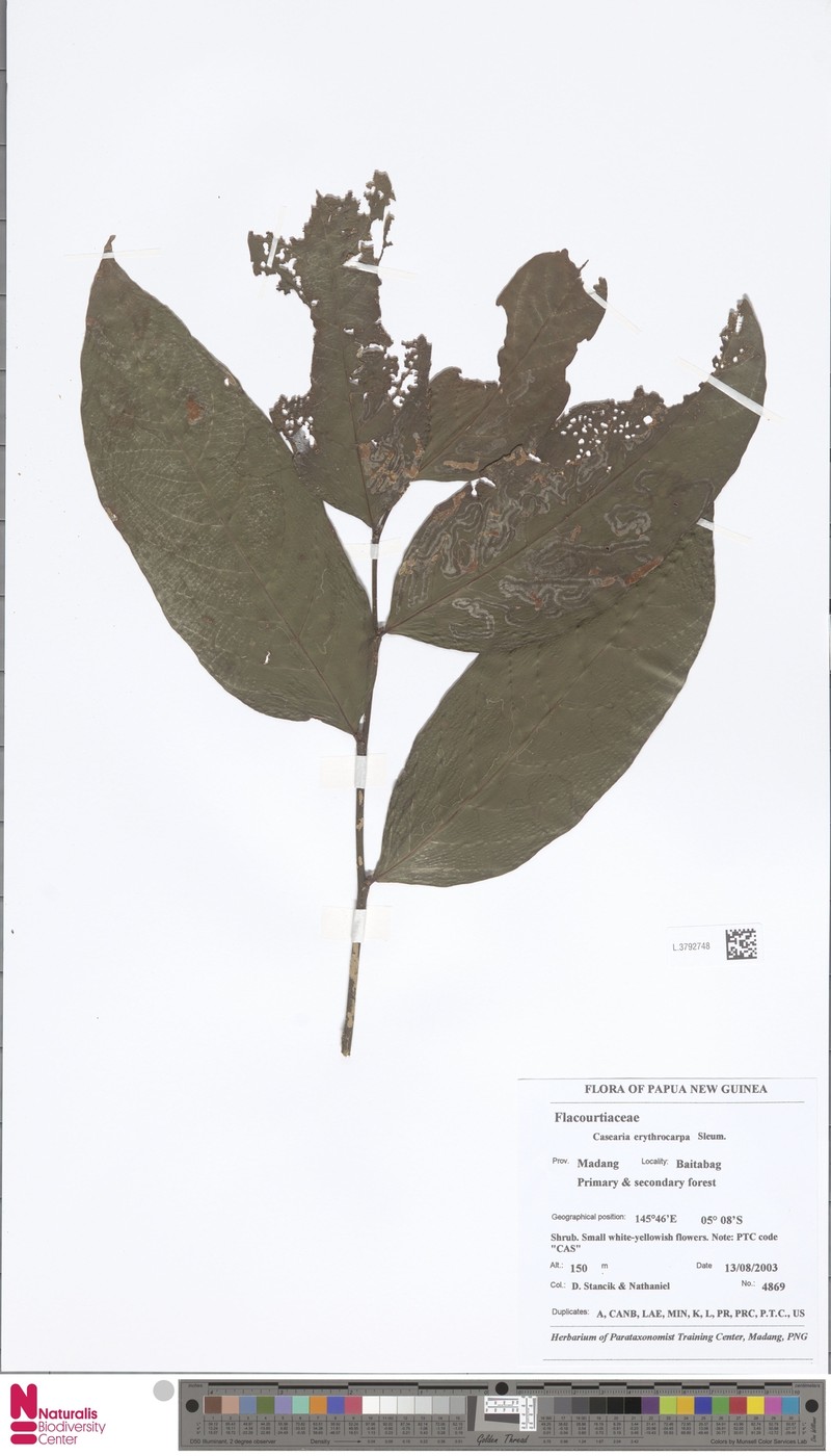 Casearia erythrocarpa photo 4