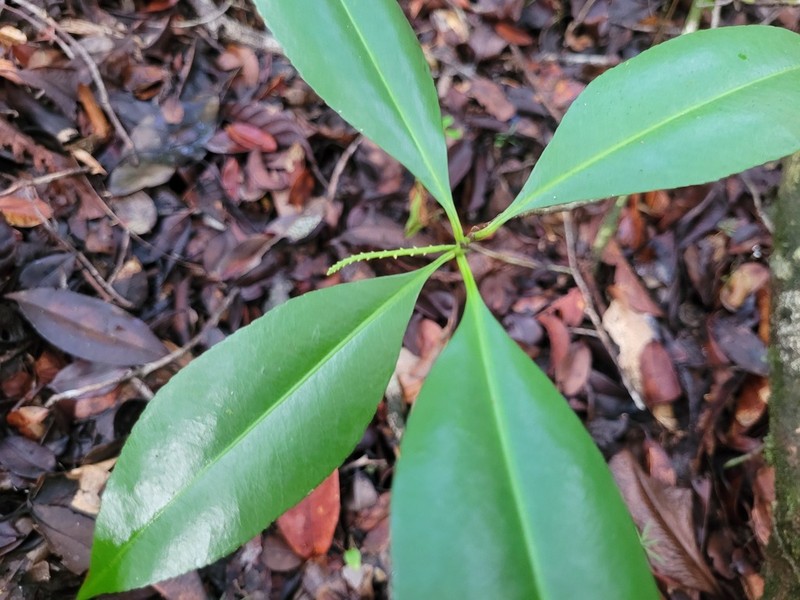 Casearia euceraea