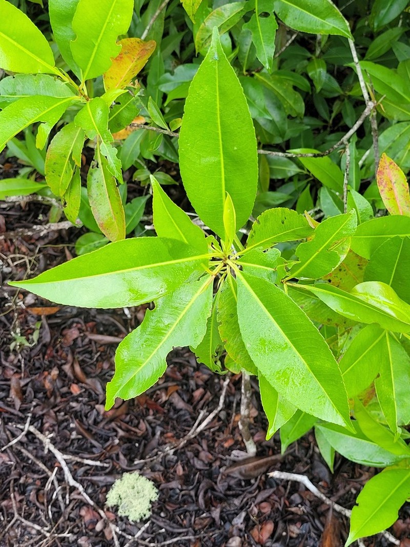 Casearia euceraea photo 2