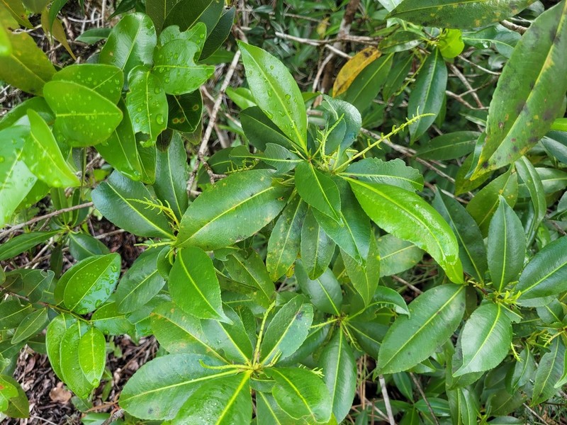 Casearia euceraea photo 3