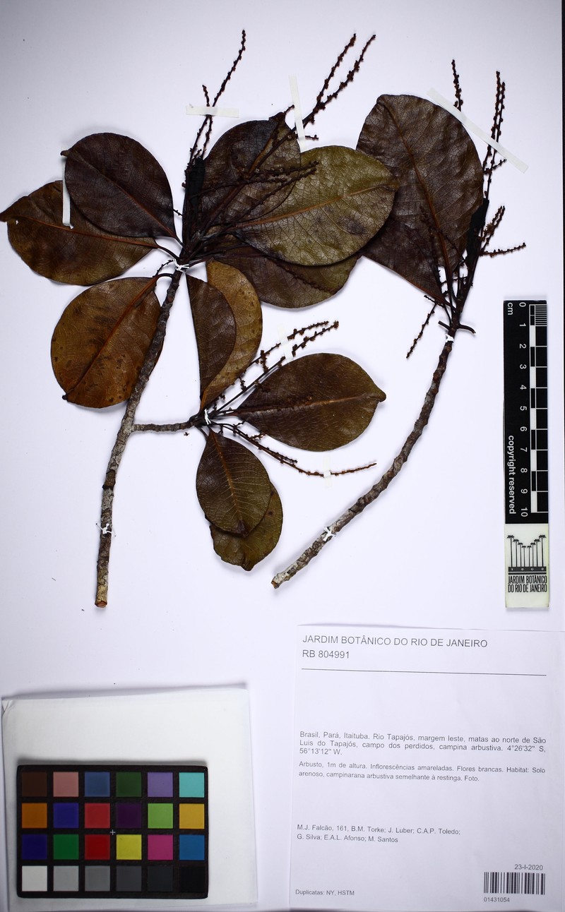 Casearia euceraea photo 4