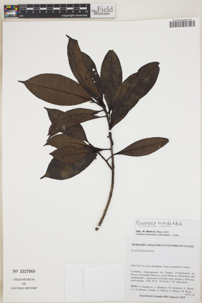 Casearia euceraea photo 5