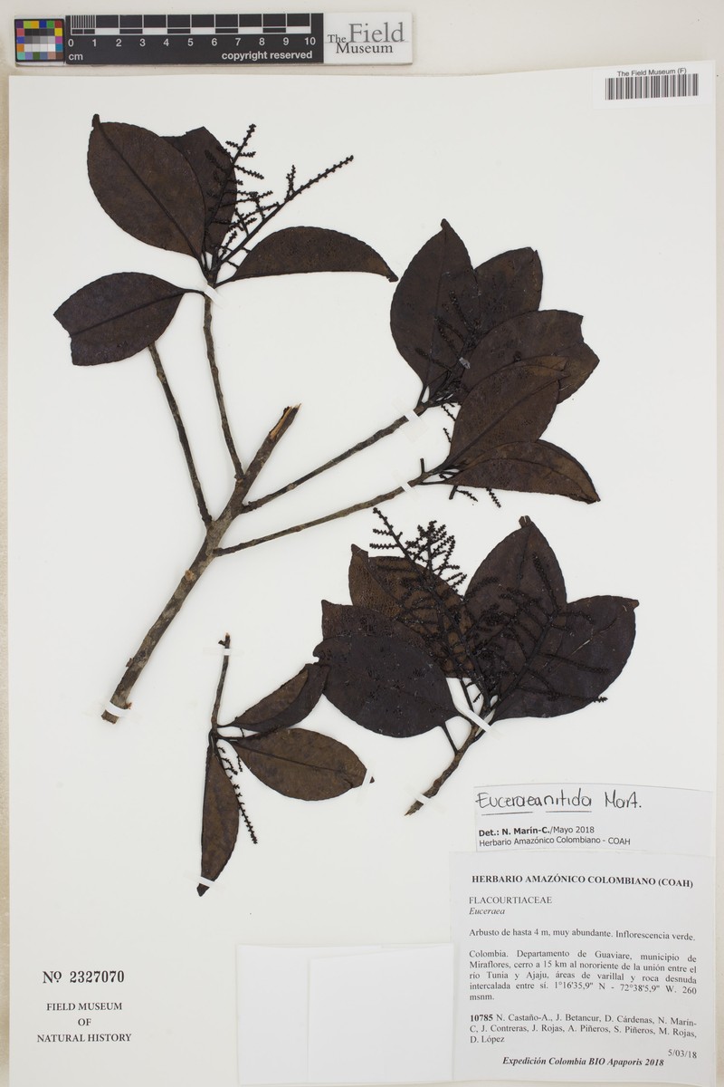 Casearia euceraea photo 6