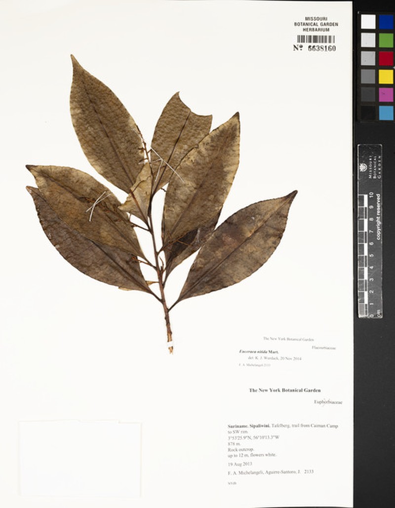 Casearia euceraea photo 7