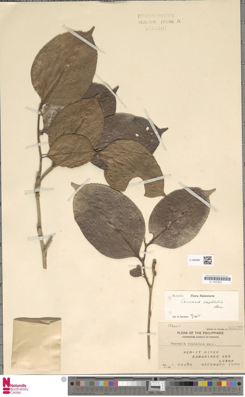 Casearia euphlebia