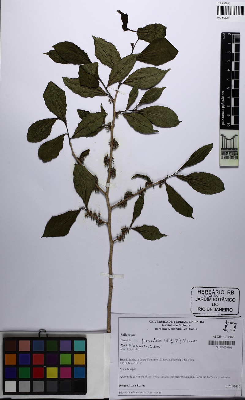 Casearia fasciculata