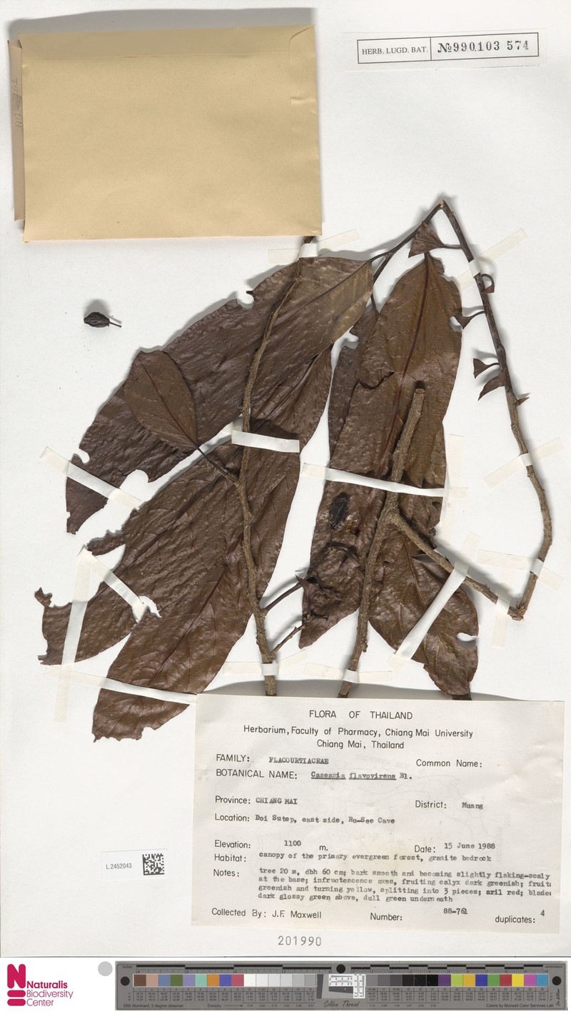Casearia flavovirens