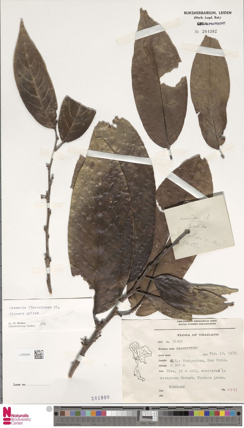 Casearia flavovirens photo 3