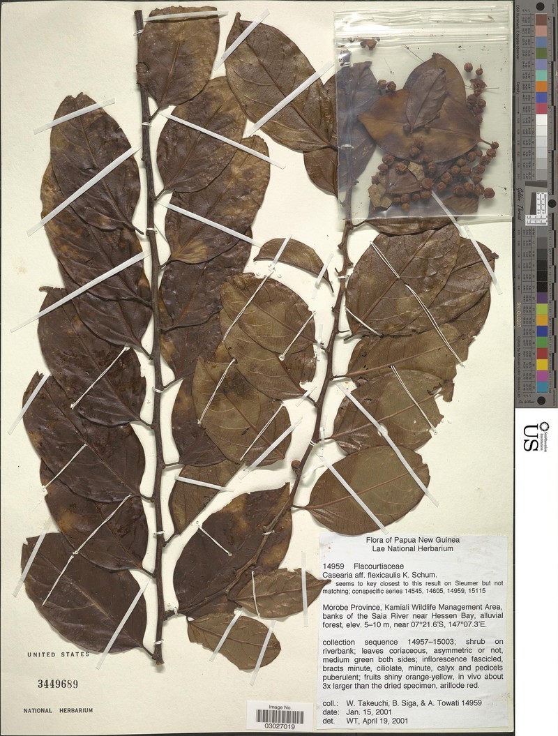 Casearia flexicaulis