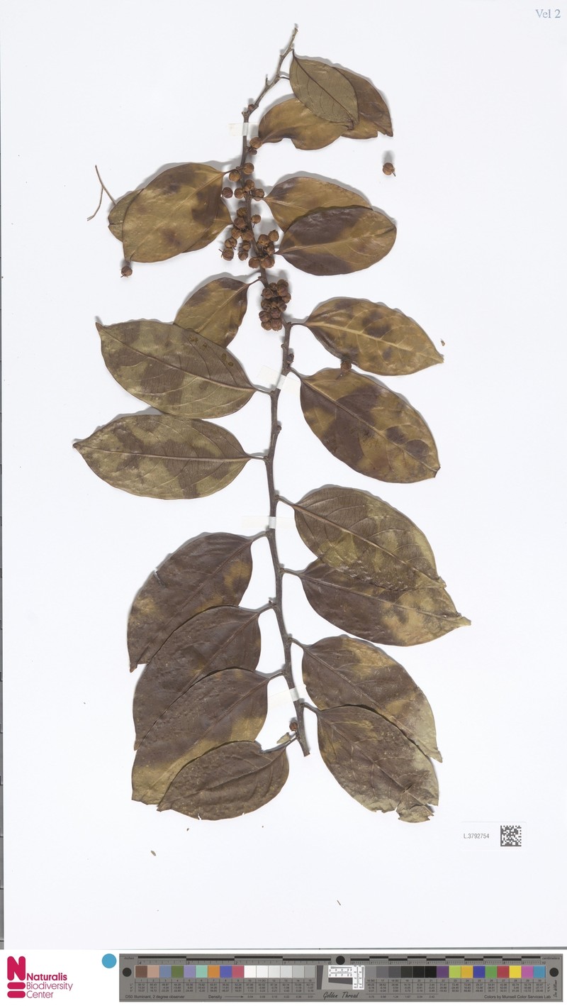 Casearia flexicaulis photo 2
