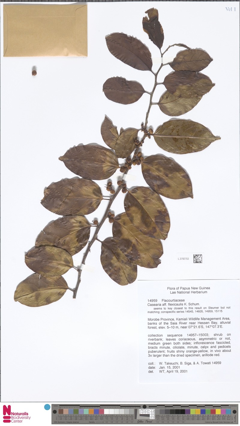 Casearia flexicaulis photo 3