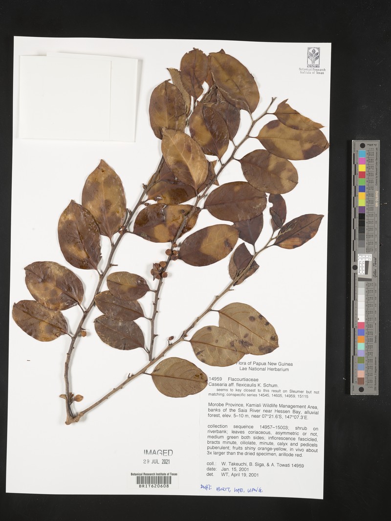 Casearia flexicaulis photo 4