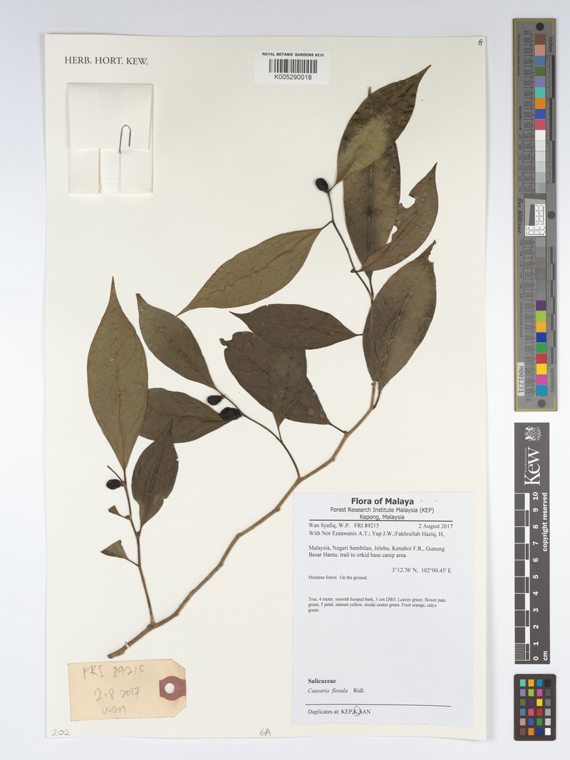 Casearia flexula