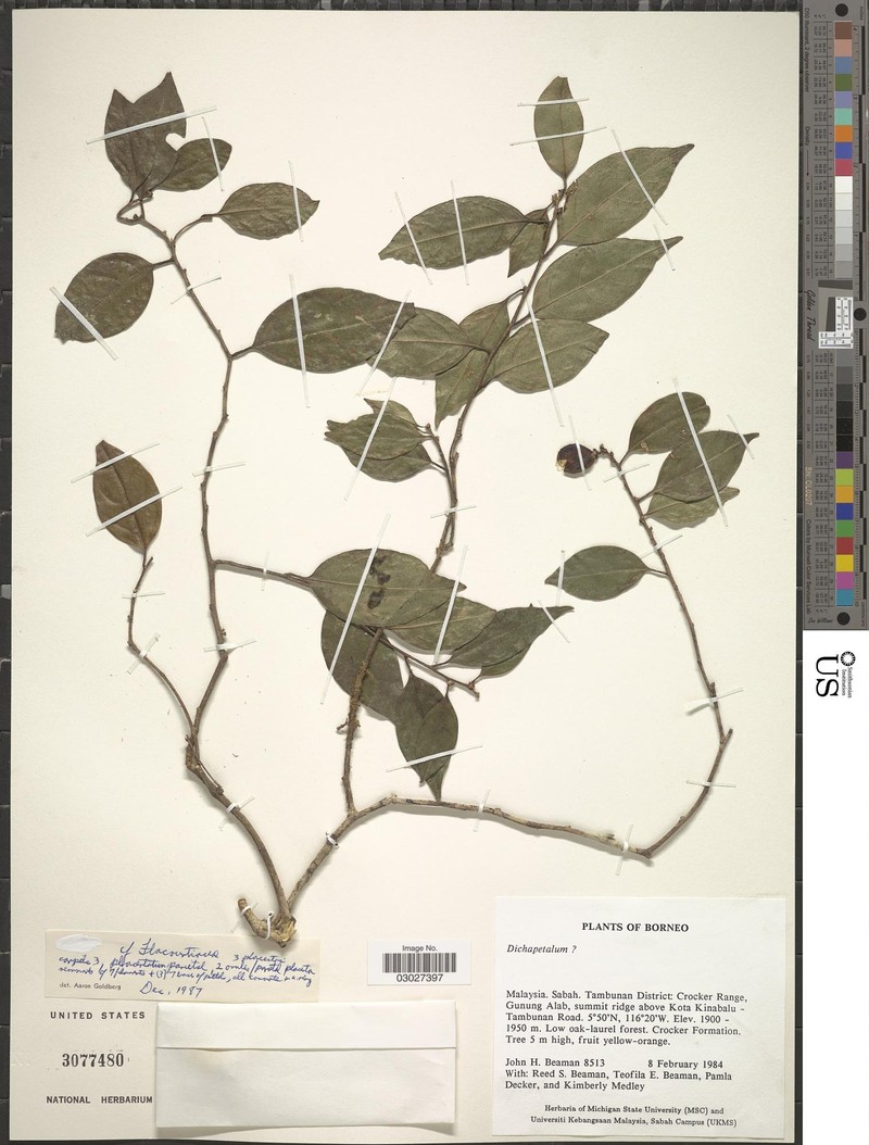 Casearia flexula photo 2