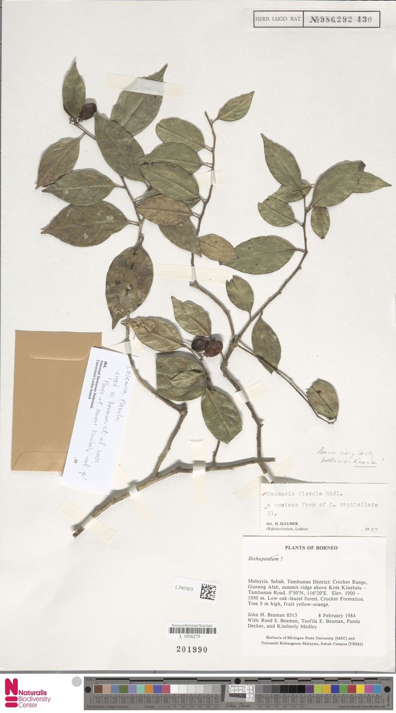 Casearia flexula photo 3