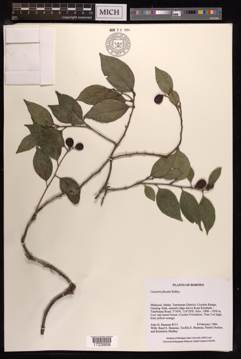 Casearia flexula photo 4