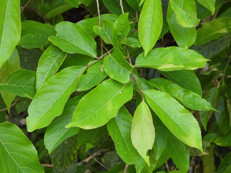Casearia flexuosa