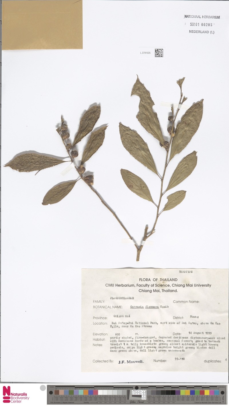 Casearia flexuosa photo 2
