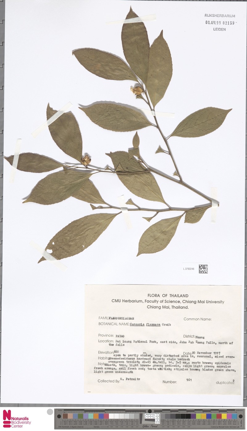 Casearia flexuosa photo 3