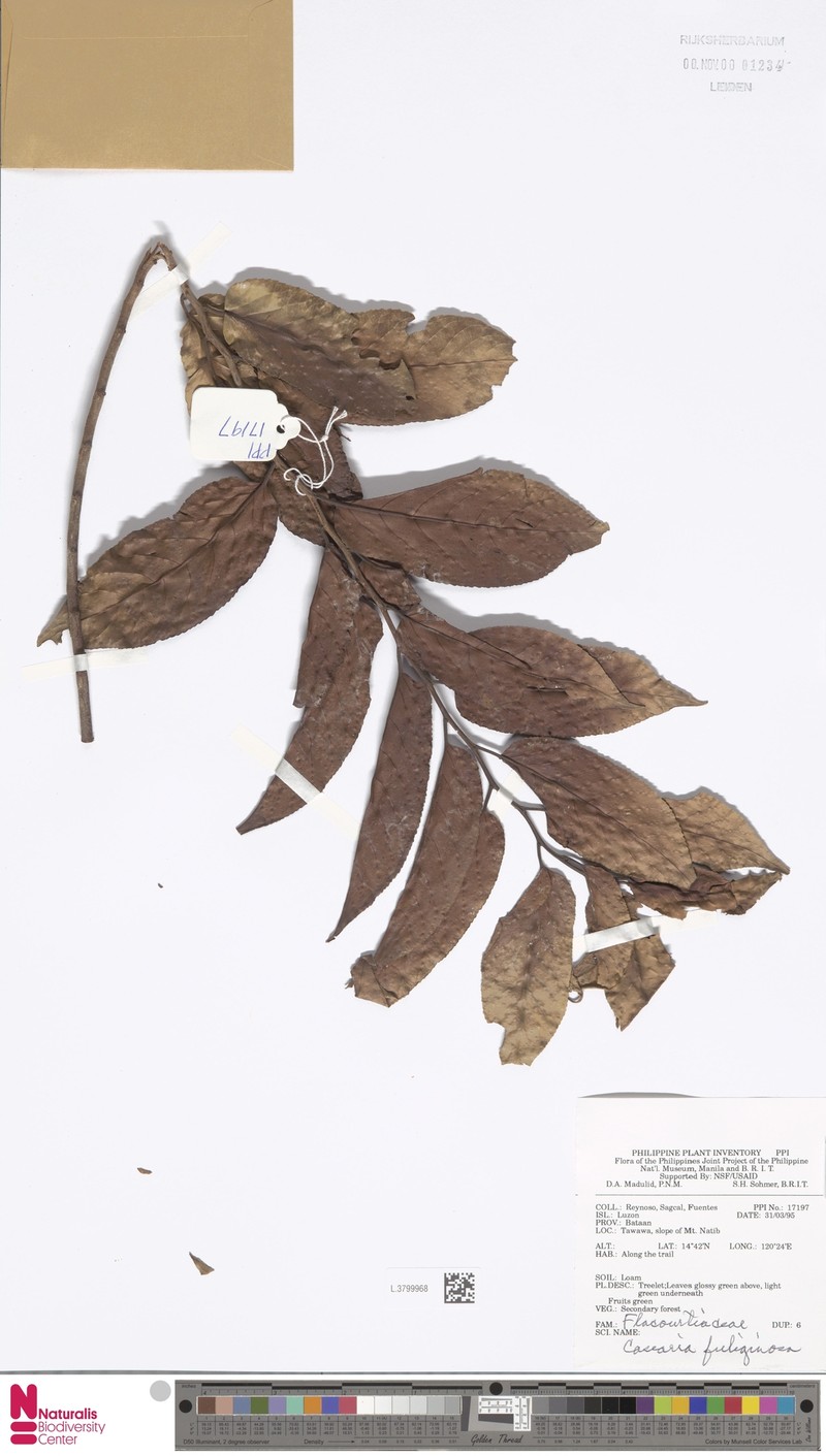 Casearia fuliginosa photo 2