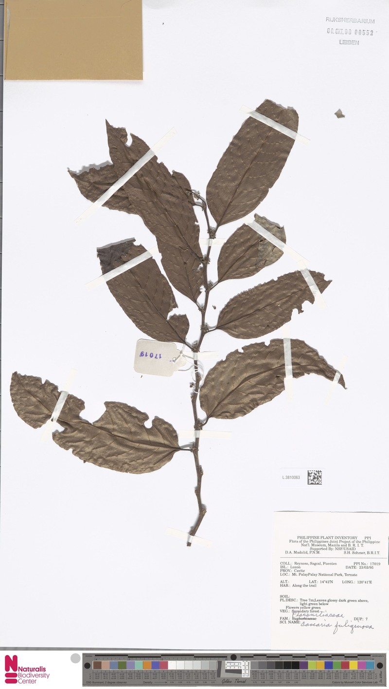 Casearia fuliginosa photo 3
