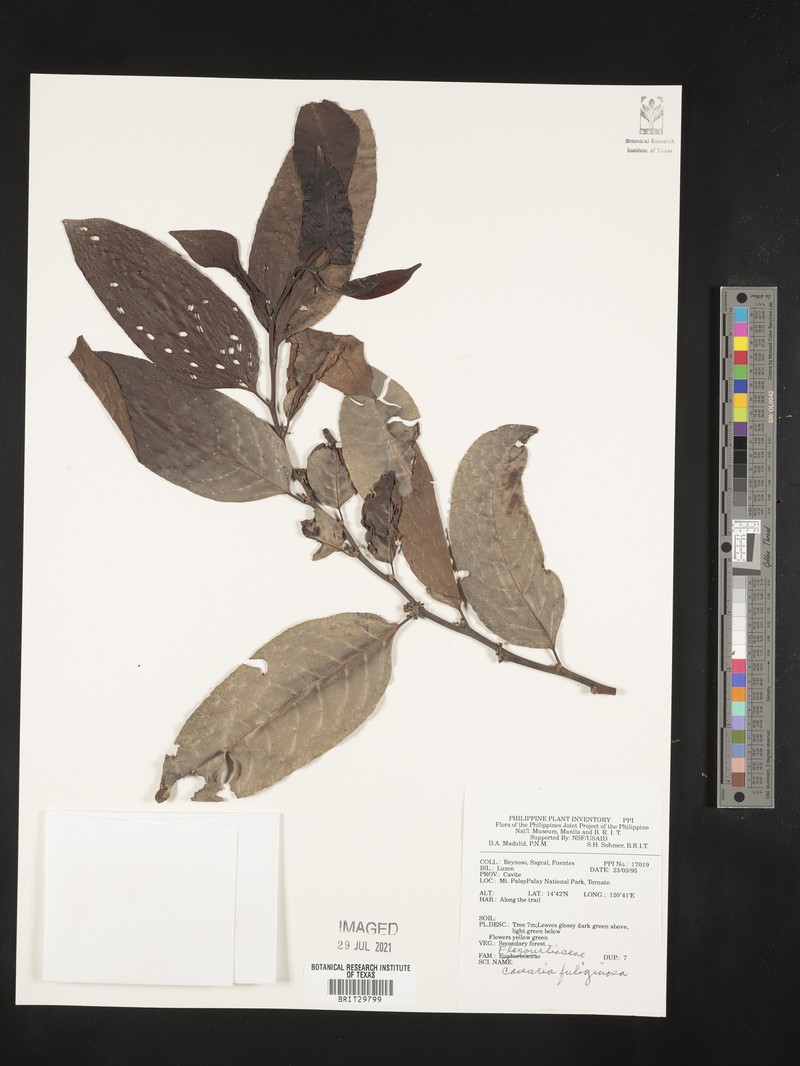 Casearia fuliginosa photo 4