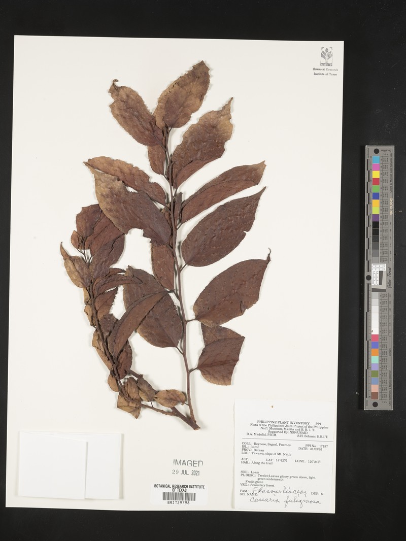 Casearia fuliginosa photo 5